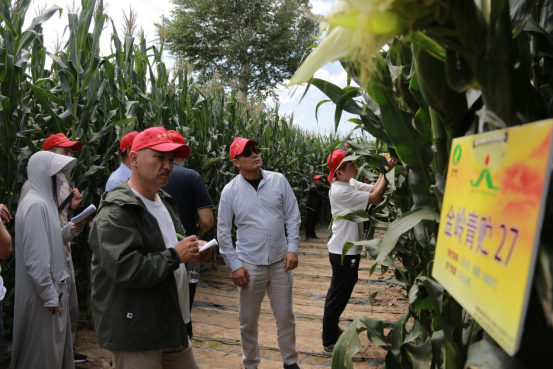 译博集团负责人陪同乌兹别克斯坦ZEA种子