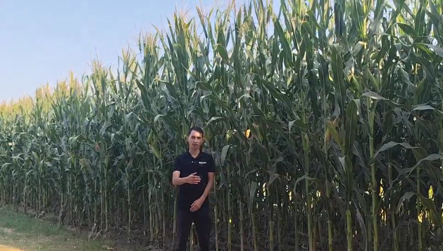 丰裕国际乌兹别克斯坦青贮玉米视频介绍